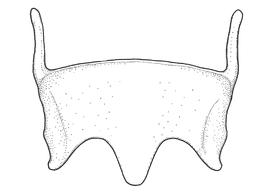   Anthidium duomarginatum  male, diagram showing ventral view of sixth sternum (S6), diagram from Gonzalez and Griswold 2013 
